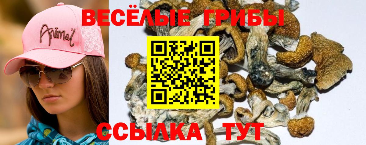 Псилоцибиновые грибы Psilocybe  Вход с VPN  Псилоцибиновые грибы GOLDEN TEACHER  Амурск 
